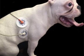 Fig. 1. Application of electrodes during the experiment