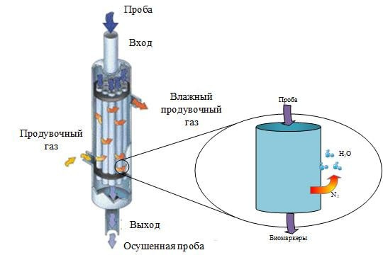 Рис. 2. Схема работы нафионового осушителя