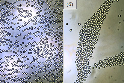 Рис. 2. Самосборка частиц коллоидной суспензии диоксида кремния диаметром 13,79 мкм: а — после помещения в анизотропное электрическое поле; б — после выдерживании в анизотропном электрическом поле