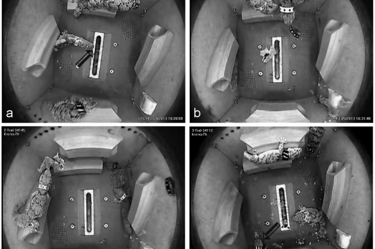 Figure. 1. Video footage showing the behavior of geckos in flight and control. The date and time are indicated in the lower right corner of each frame. a - 4th day of flight, EB in weightlessness. The gecko pushes with the tip of its snout a floating mealworm (indicated by an arrow), attaching to the wall of the container only with its hind limbs (single action without repetitions). b - 25th day of flight. PB with a floating collar in weightlessness (repeated pushing of the collar followed by tracking). c - 34th day of flight. PB with a floating fragment of a molting skin (repeated pushes followed by tracking). d – day 19 of the control experiment: the conditions are similar to those in flight, but with Earth's gravity. On the right side of the BIOS floor is a molting gecko. On the left (indicated by the arrow) is another gecko playing with a fragment of a molting skin (repeated grips in the mouth with head shaking, pushing).