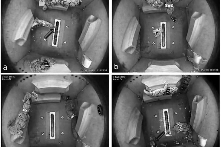 Figure 1. Video footage demonstrating the behavior of geckos during the flight and Earth control. The date and time are indicated in the lower right corner of each frame. a - 4th day of the flight, EB in weightlessness. The gecko pushes with the tip of the snout a floating mealworm (indicated by an arrow), attaching to the surface of the container only with its hind limbs (single action without repetitions). b - 25th day of flight. PB with a floating collar in weightlessness (repeated pushing of the collar followed by tracking). c - 23th day of the flight. PB with a floating piece of a molting skin (repeated pushes followed by tracking). d – 19th day of the control Earth experiment: the conditions are similar to those in the flight, but with Earth gravity. On the right side of the RSB floor is a molting gecko. On the left (indicated by the arrow) is another gecko playing with a piece of the skin (repeated grips by the mouth with head shaking and pushing).