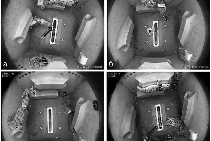 Кадры видеорегистрации, демонстрирующие поведение гекконов в полете и контроле. Дата и время указаны в правом нижнем углу каждого кадра: a — 4-й день полета, ИсП в невесомости. Геккон толкает кончиком морды флотирующего мучного червя (указан стрелкой), прикрепляясь к стенке контейнера только задними лапами (разовое действие без повторов); б — 25-й день полета. ИгП с флотирующим ошейником в невесомости (повторяющиеся подталкивания ошейника с последующим слежением); в — 23-й день полета. ИгП с флотирующим фрагментом линной шкурки (повторяющиеся подталкивания с последующим слежением); г — 19-й день отложенного контрольного эксперимента: условия аналогичны полетным, но при земной гравитации. Справа на полу БИОСа — линяющий геккон. Слева (указан стрелкой) — другой геккон, играющий фрагментом линной шкурки (повторяющиеся захваты в пасть с покачиванием головой, подталкивания)