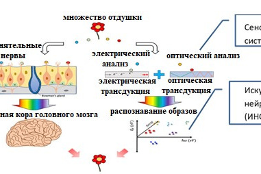 Рис. 2. Искусственный нос на основе электрических и/или оптических сенсоров, имитирующих обонятельную систему человека